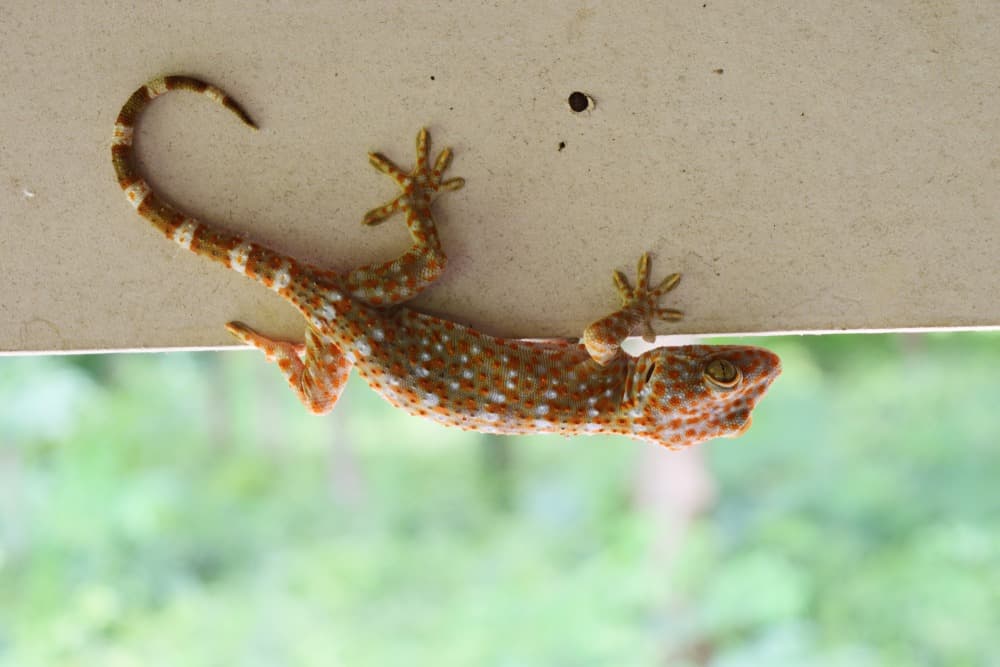Geckos, a Common Encounter in Bali