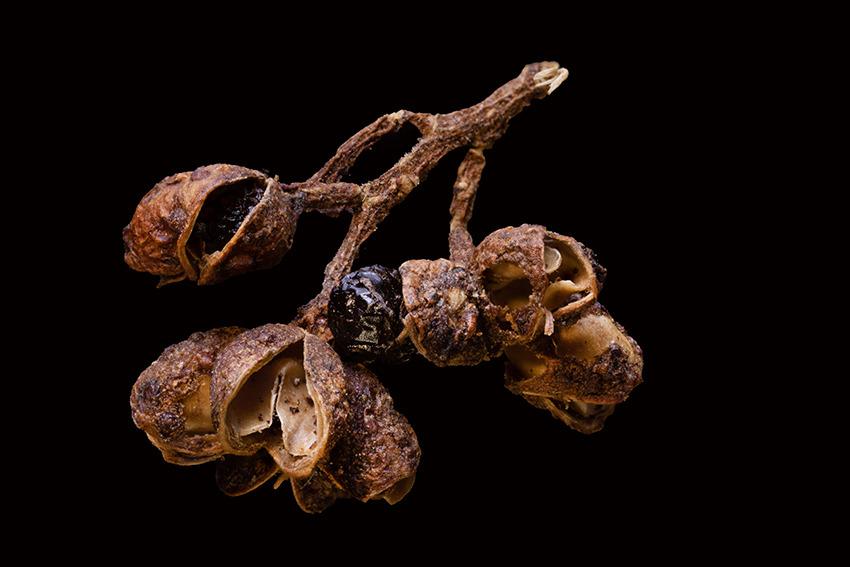 Indonesian spices