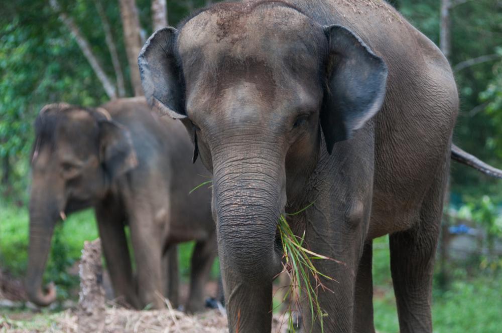 Nine animals to see in Indonesia