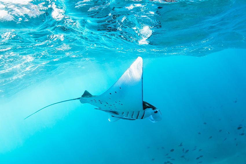 Where to dive to see manta rays in Indonesia?