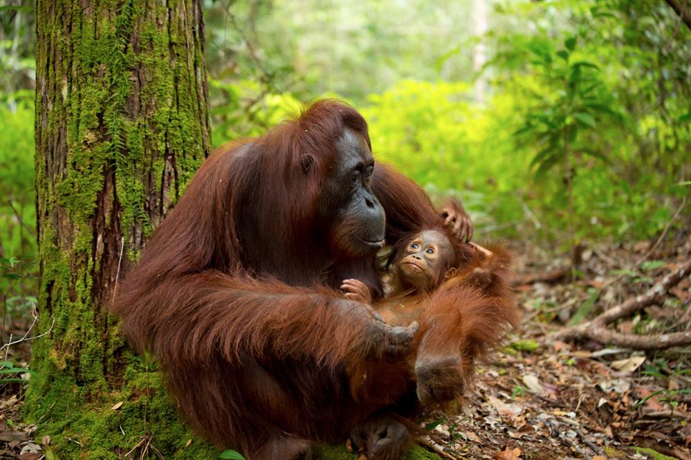 Nine animals to see in Indonesia
