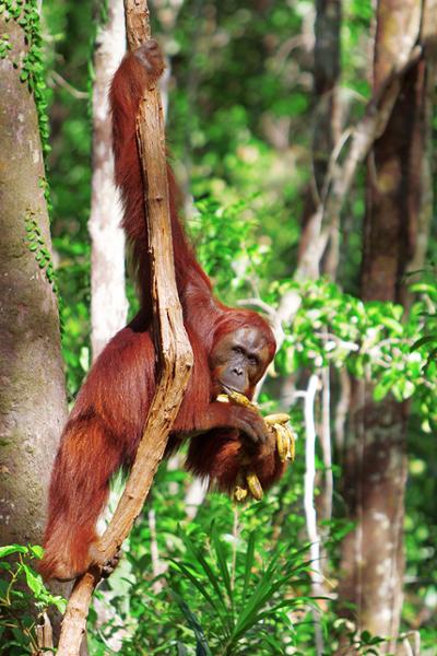 See orangutans in Indonesia