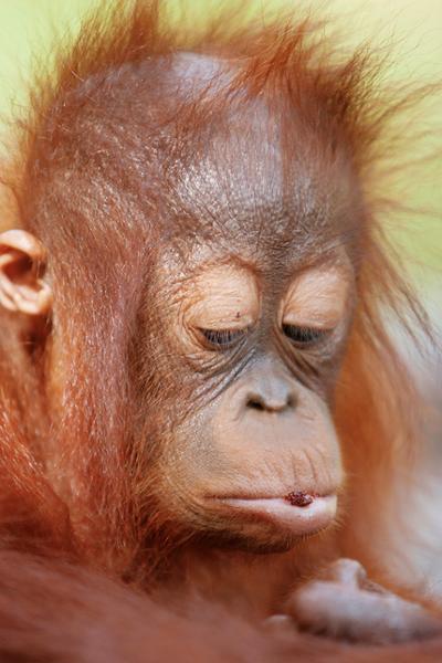 See orangutans in Indonesia