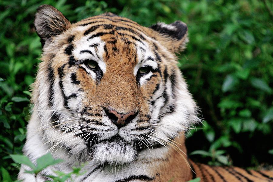 Nine animals to see in Indonesia