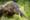 Nine animals to see in Indonesia