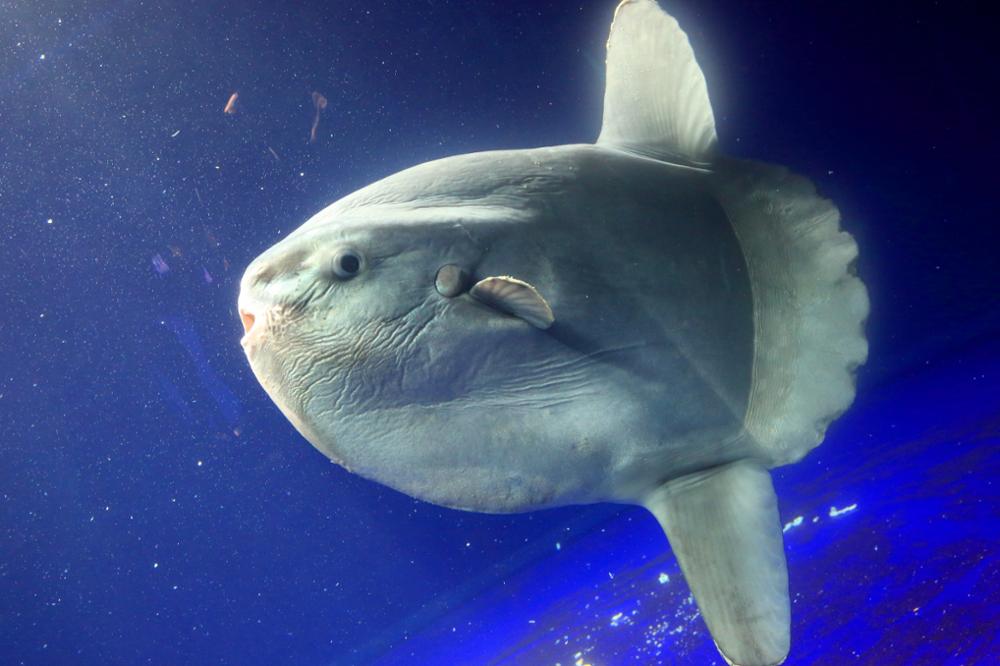 Nine animals to see in Indonesia