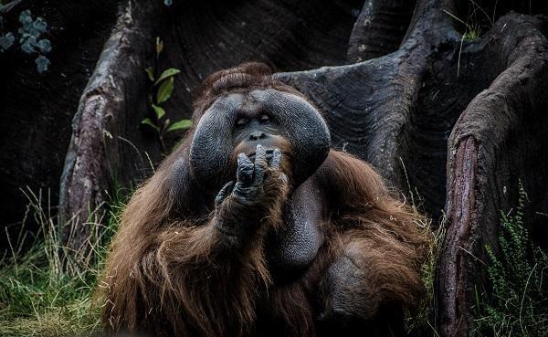 Travel to Sumatra: useful tips before leaving