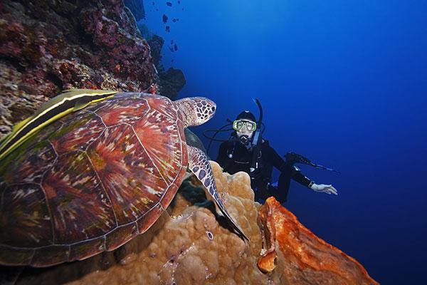 The best diving spots in Indonesia