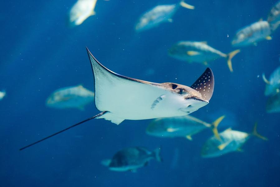 Nine animals to see in Indonesia