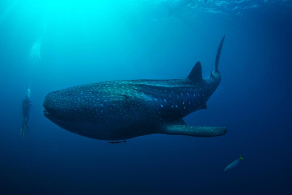 Nine animals to see in Indonesia