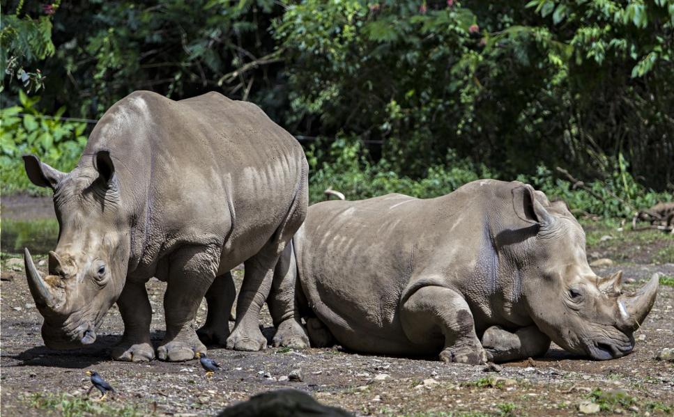 Nine animals to see in Indonesia