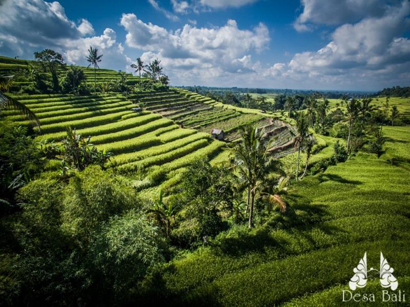 Top 10 activities to do in Indonesia