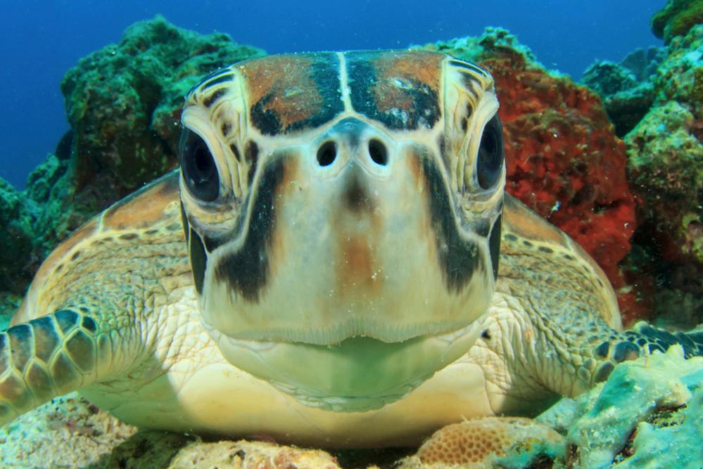 Nine animals to see in Indonesia