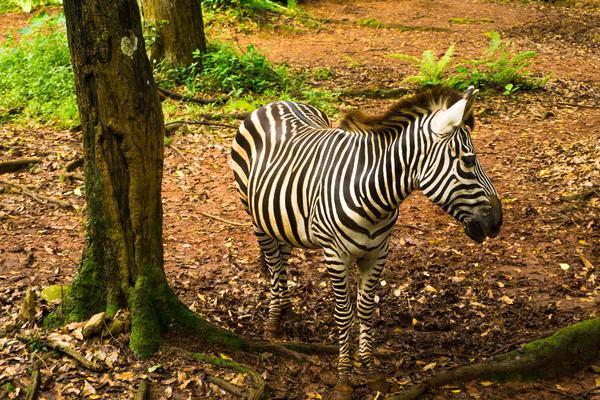 Top 10 activities to do in Indonesia